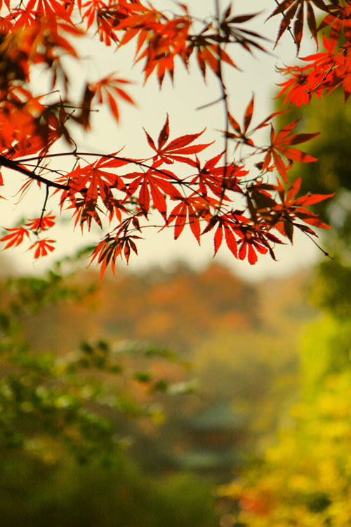&#20061;&#28216;&#24179;&#21488;&#45;&#20061;&#28216;&#40;&#20013;&#22269;&#41;&#19968;&#31449;&#24335;&#26381;&#21153;&#24179;&#21488;